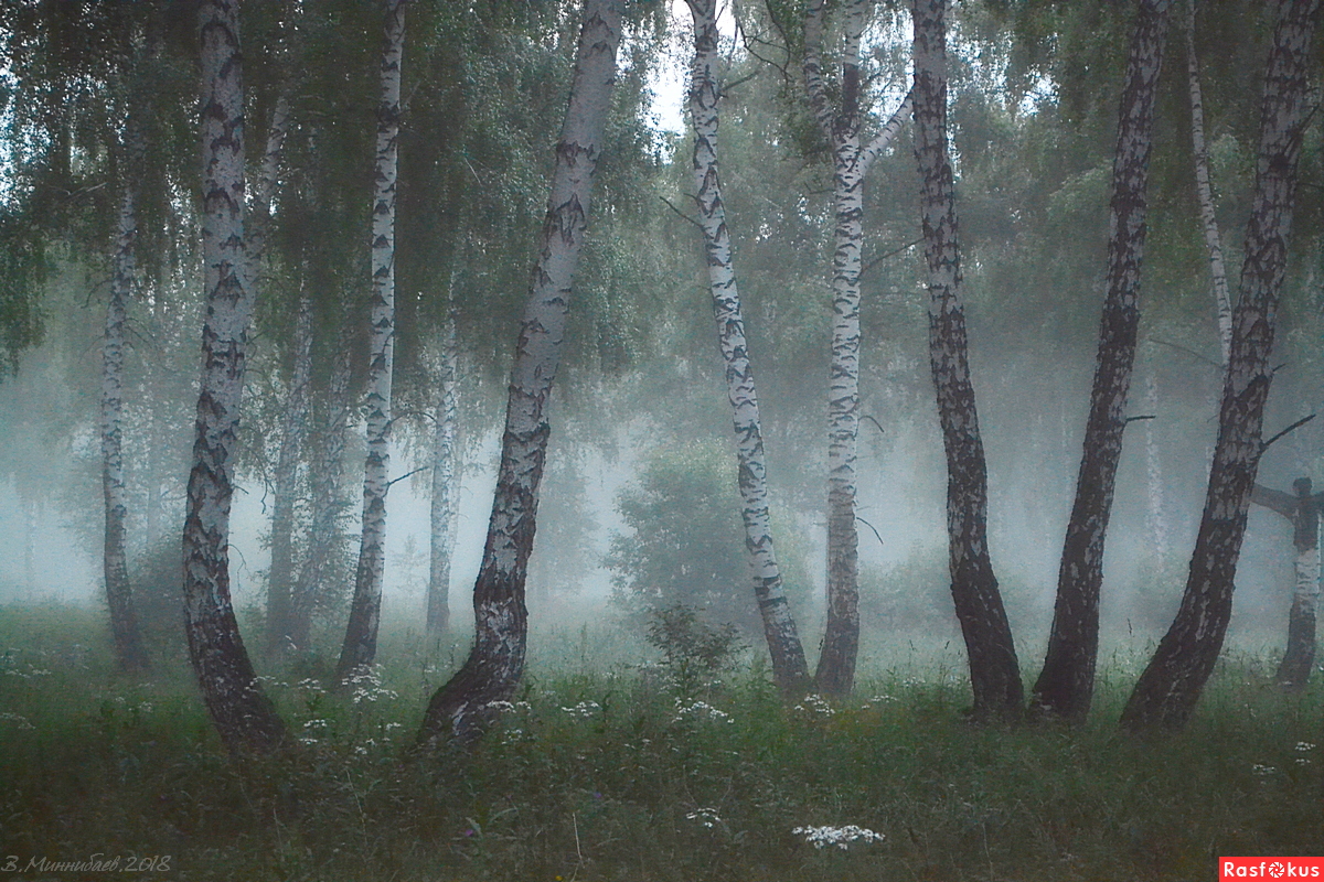 Жемчужные сети тумана укутали сказочный лес. В белесые сети обмана попался он, словно исчез.  И тишина растворится в густой, колдовской пелене. Умолкнут, притихнут все птицы в пугающей глубине.