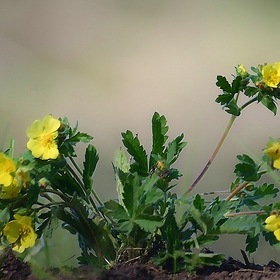 Желтые цветочки весны