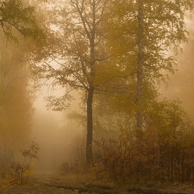 Заволокло лес туманом осенним...