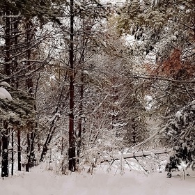 Зима в сосновом лесу