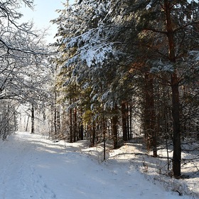 В зимнем лесу