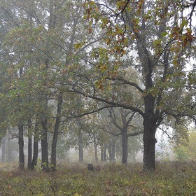Туман в дубовой роще