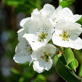 Яблони белые цветы