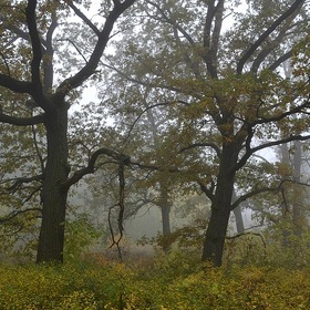 Туман в дубовой роще