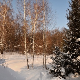 В зимнем лесу