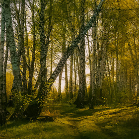 Утро в весеннем лесу