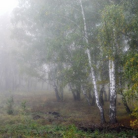 Утренний лес