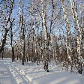 Лыжная прогулка по зимнему лесу