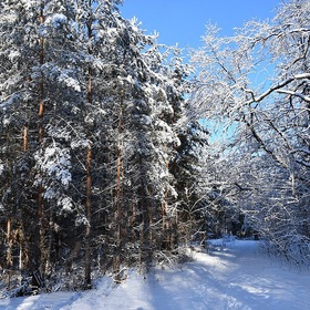 В лесу зимой