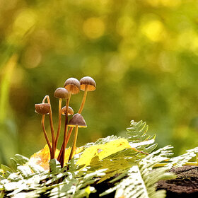 В мире грибов
